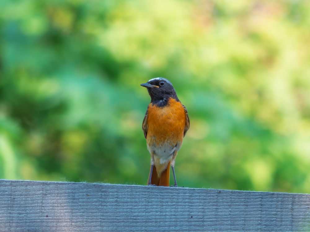 Фотография автора Иван Фомин