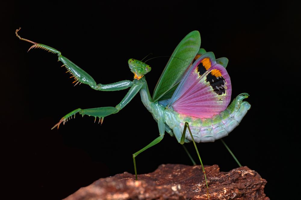 Photograph by Marcus Kam