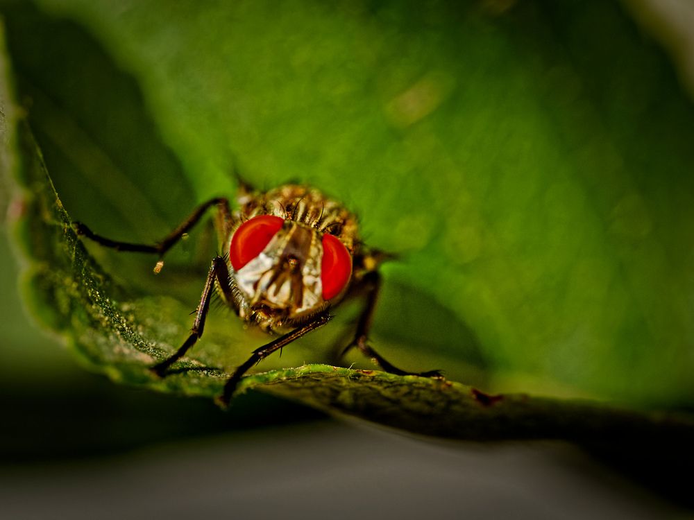 Фотография автора David Solodar