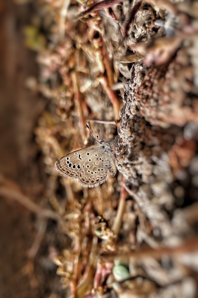 Photograph by Nitin Sidhpura