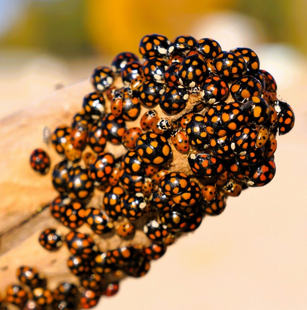 Божья коровка - гармония изменчивая (лат. Harmonia axyridis), арлекин или азиатская божья коровка