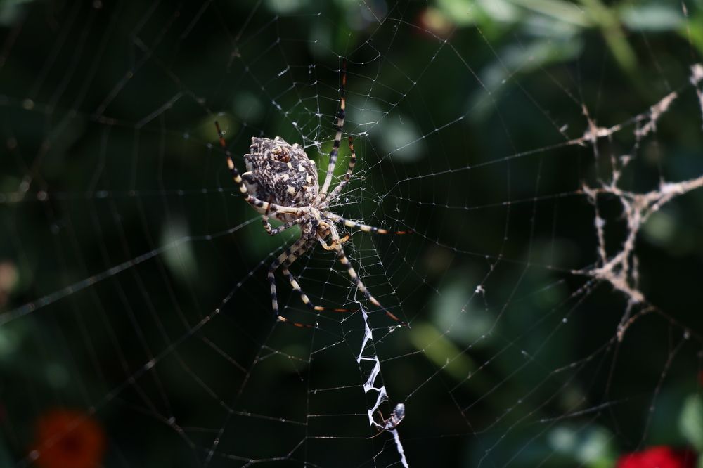 Photograph by Dagmar Vopolková