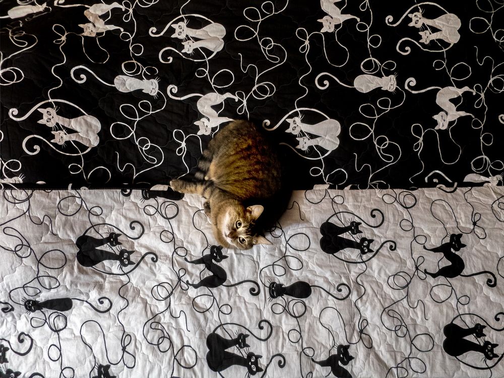 Я белая или чёрная, а?