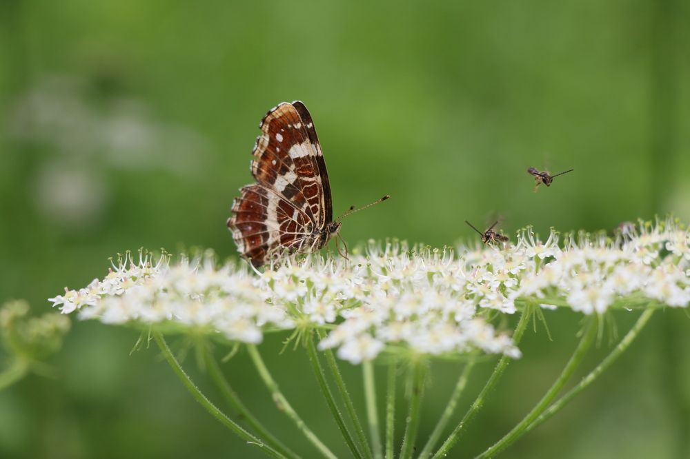 Photograph by Dagmar Vopolková