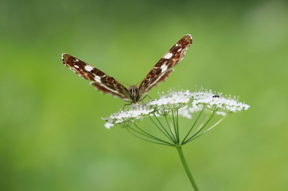 Photograph by Dagmar Vopolková