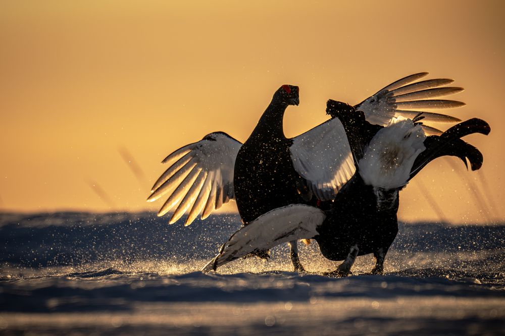 Утренняя схватка тетеревов на снегу