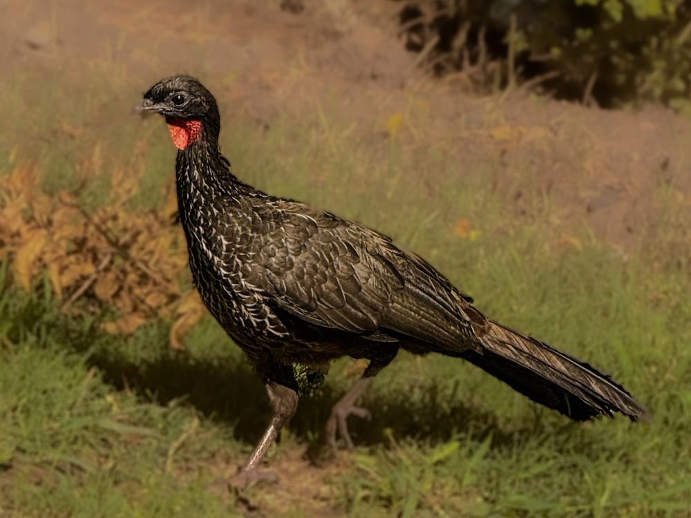 Gallinetas en el campo