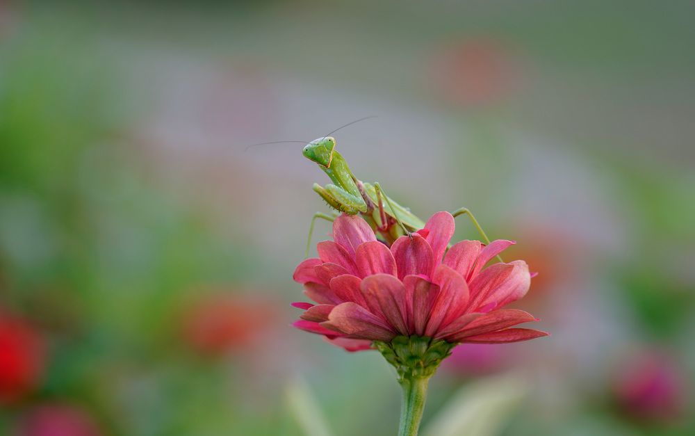 Photograph by Алена Полетаева