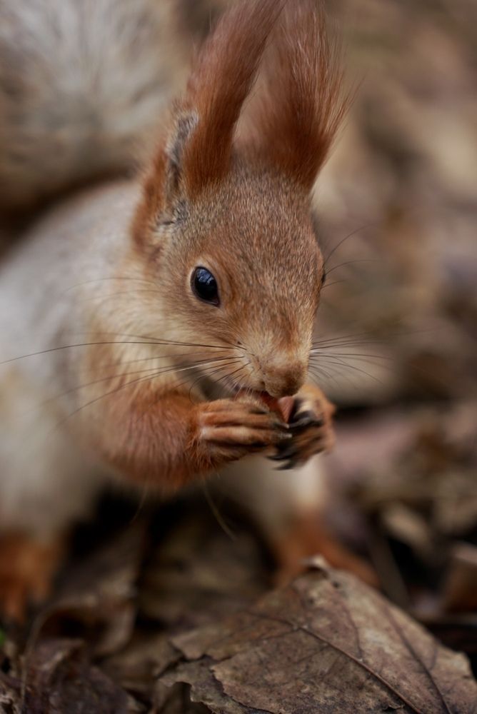 Фотография автора Олег Собченко