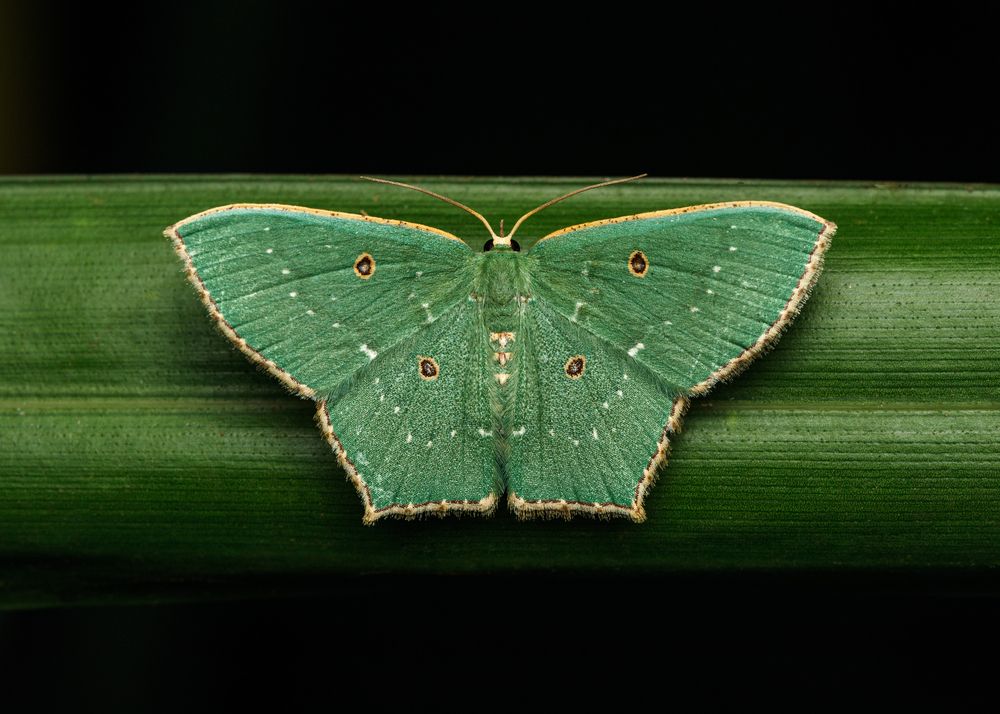 Photograph by Manjunath Acharya