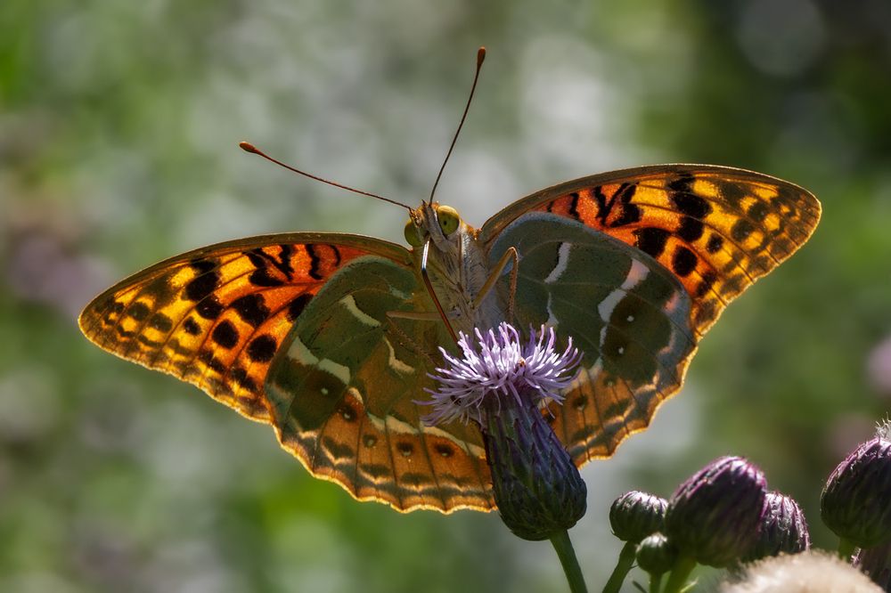 Photograph by Михаил Нижников