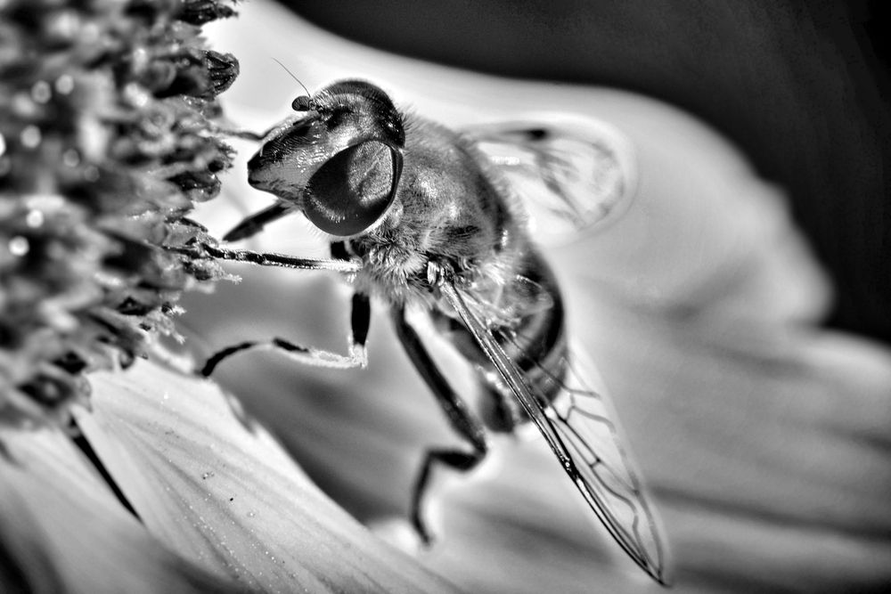 Photograph by Magic Helios