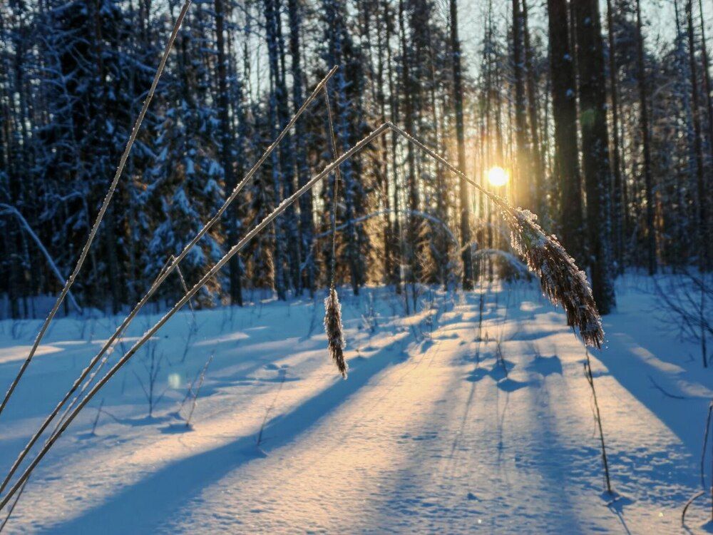 Фотография автора Елена Кузьмичева