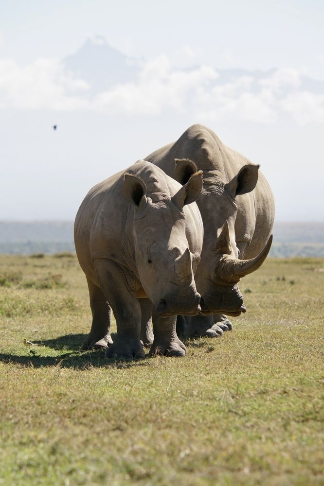 White rhinos, Laikipia