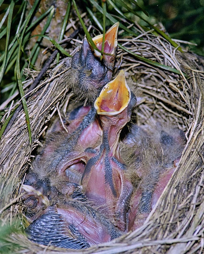 Photograph by Игорь Зиновьев