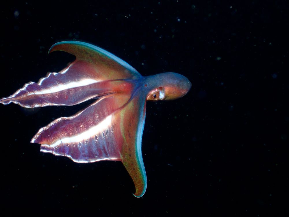The dancer octopus