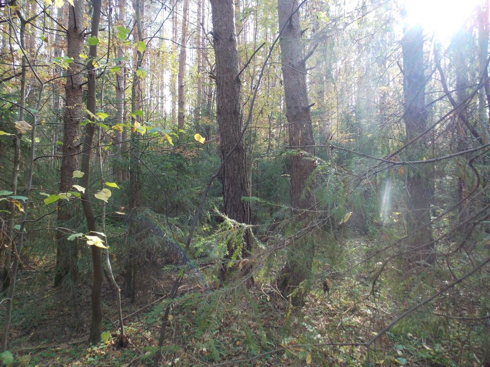 Фотография автора Алексей Власов