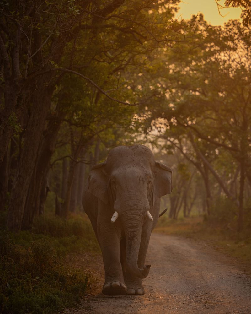 Photograph by Abhaya Shukla