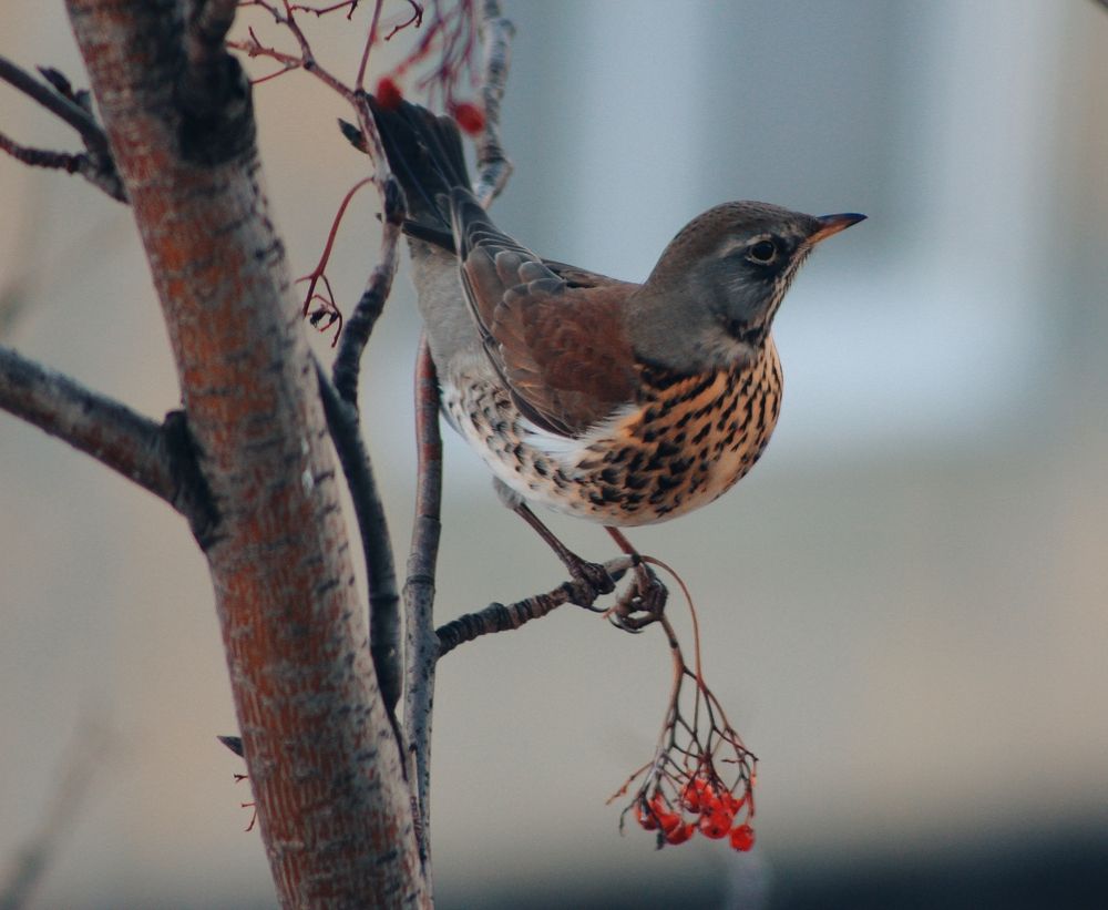В ожидании весны..Дрозд-Рябинник..