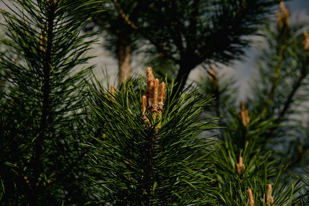 Фотография автора Екатерина Лапаева