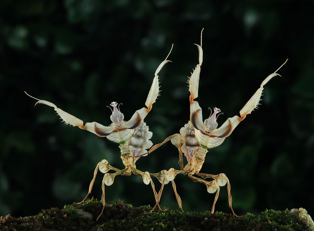 Devil Flower Mantis - Idolomantis Diabolica