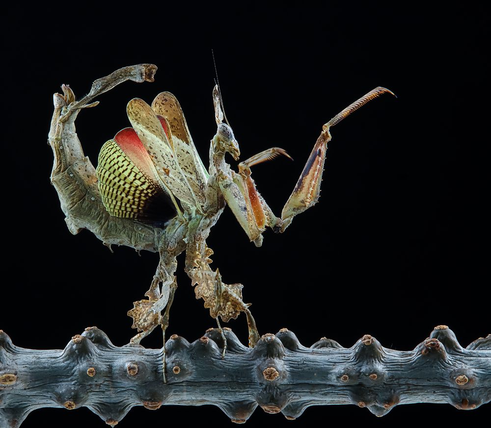 Peruvian Dragon Mantis - Stenophylla Lobivertex