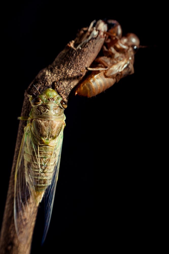 Фотография автора QUANG THOI HUA