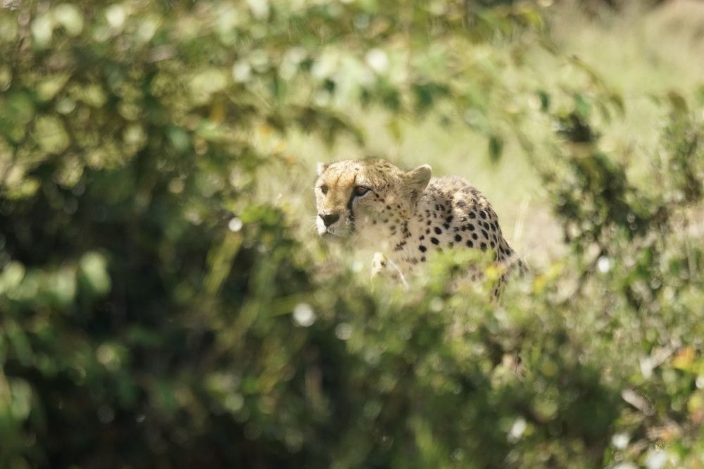 Cheetah hunt / Охота гепардов