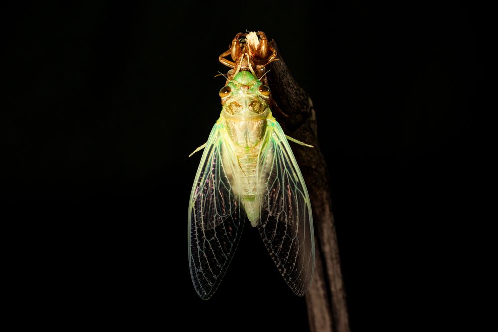 Фотография автора QUANG THOI HUA