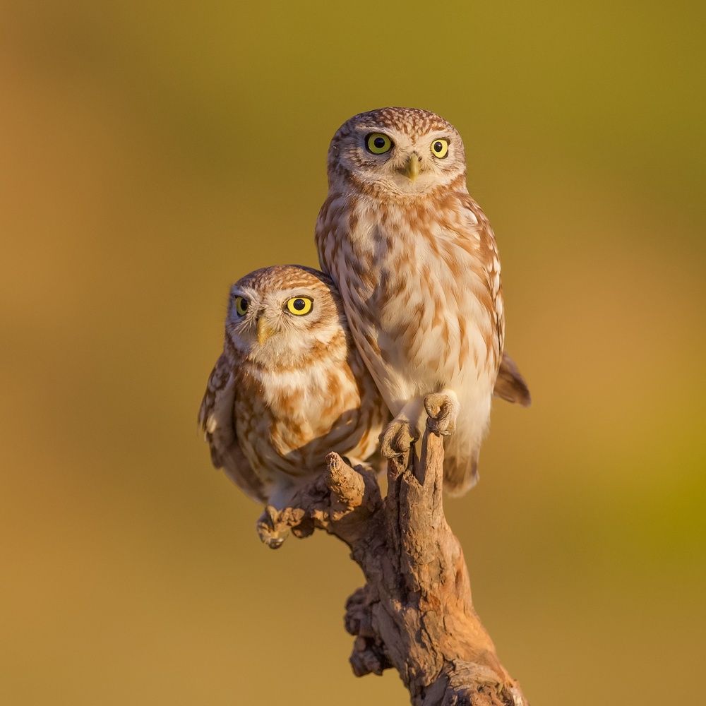 Фотография автора David Manusevich