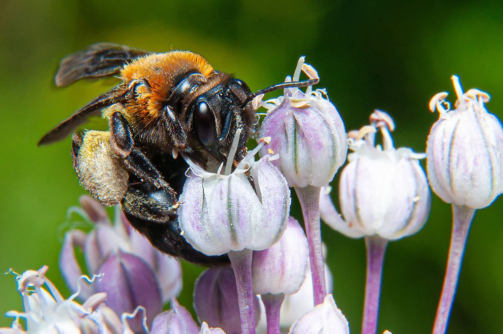 Фотография автора Renat Mansurov