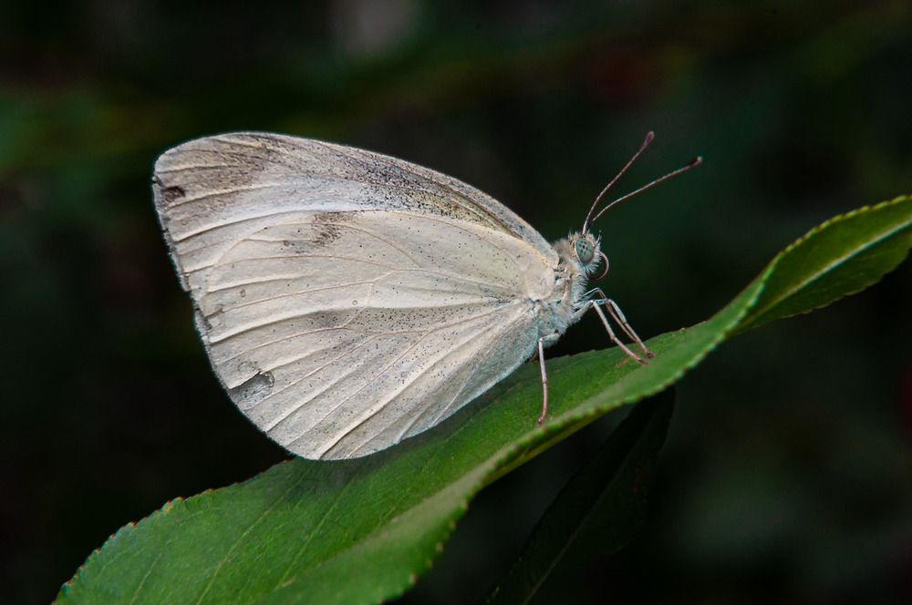 Фотография автора Renat Mansurov