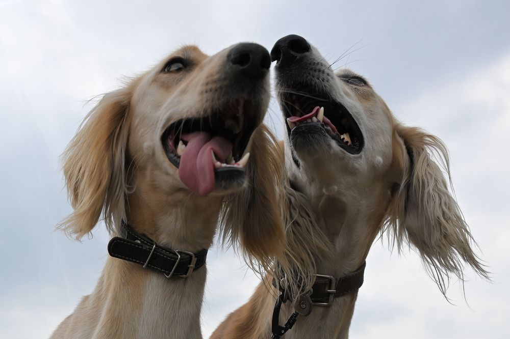 Фотография автора Владимир Пронин