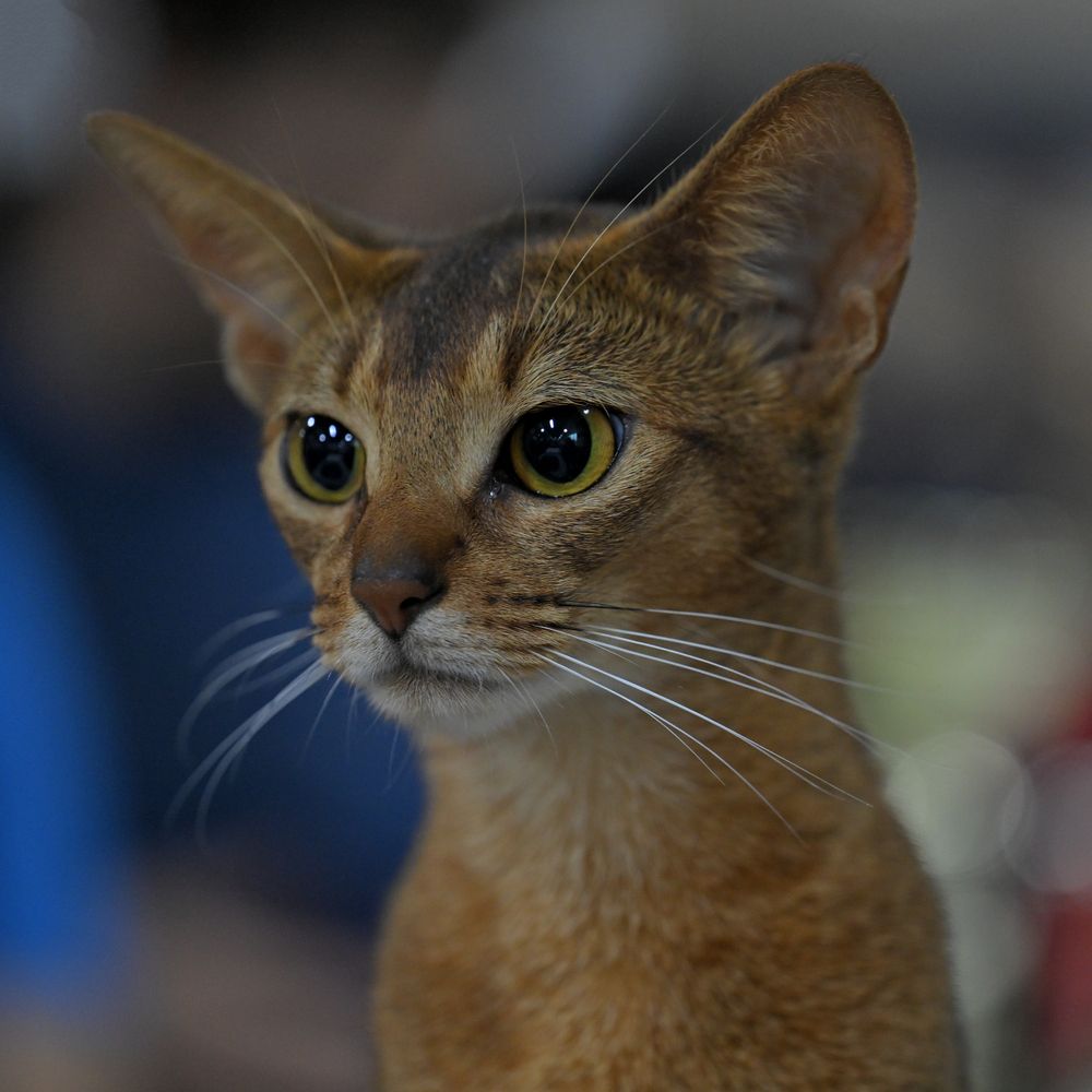 Фотография автора Владимир Пронин