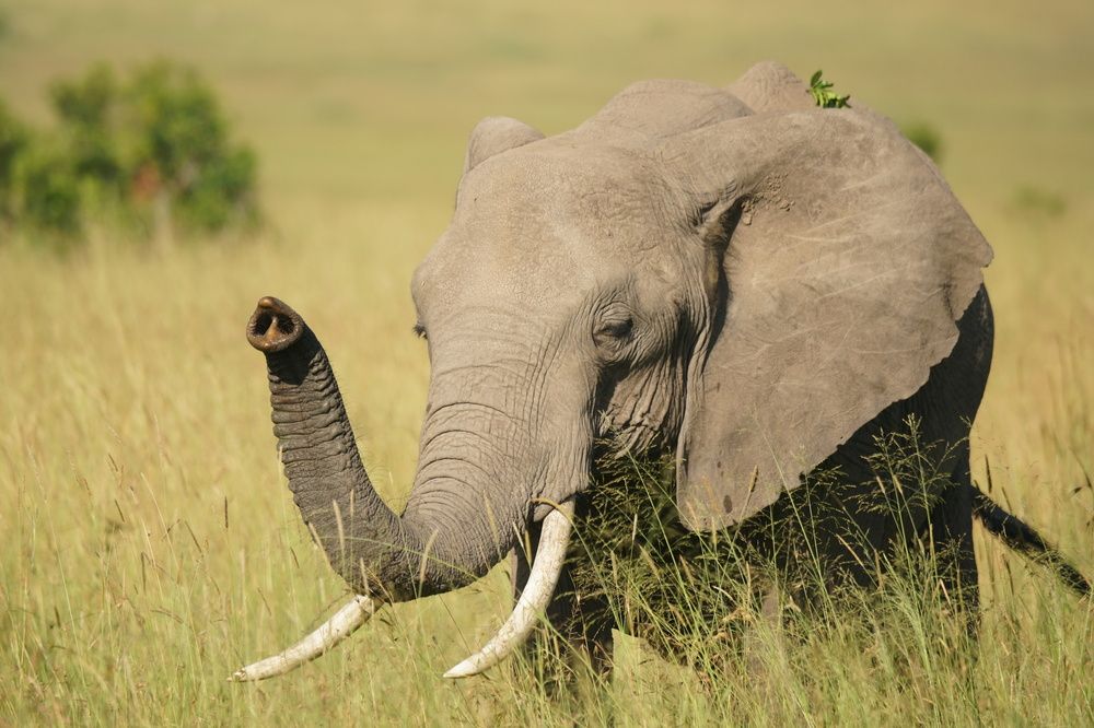 Photograph by Игорь Чебунин