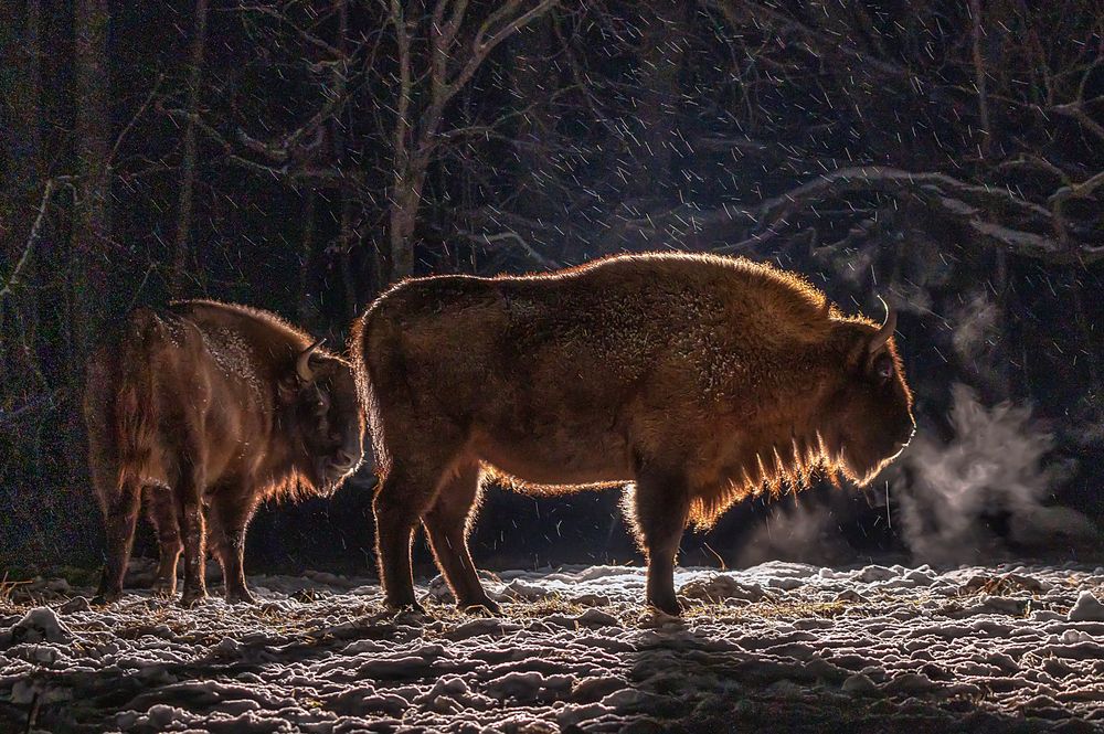 Ночь в заповедном лесу