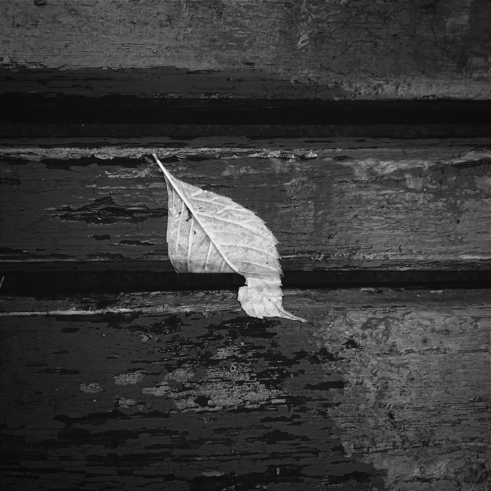 Photograph by Светлана Ищенко