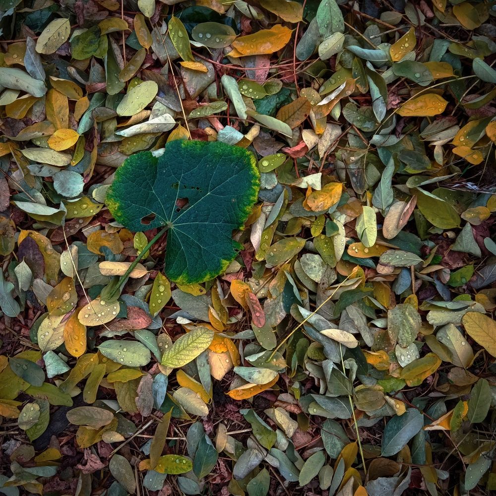 Photograph by Светлана Ищенко