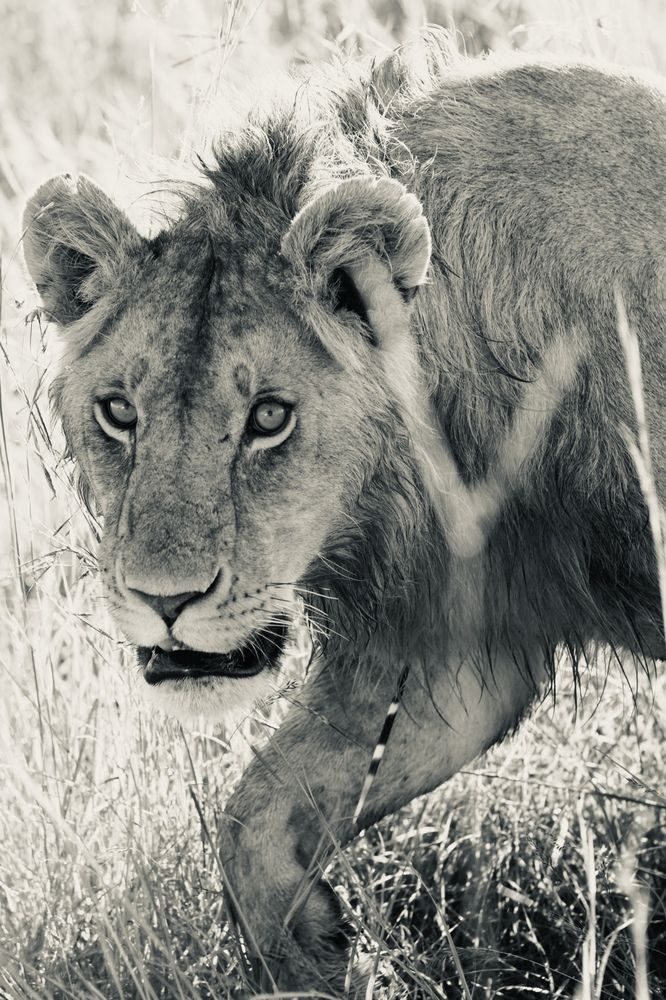 Photograph by Игорь Чебунин