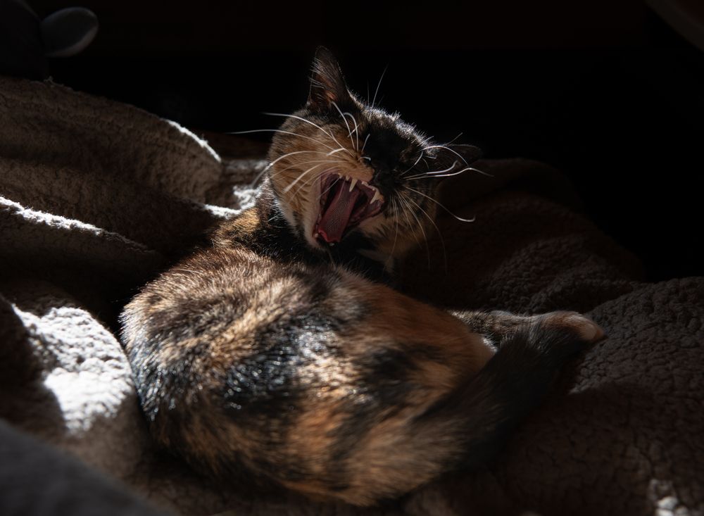 Фотография автора Екатерина Лапаева