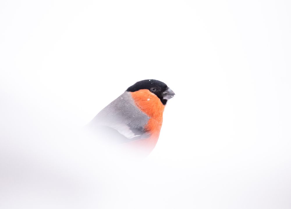 Photograph by Елена Хорохорина