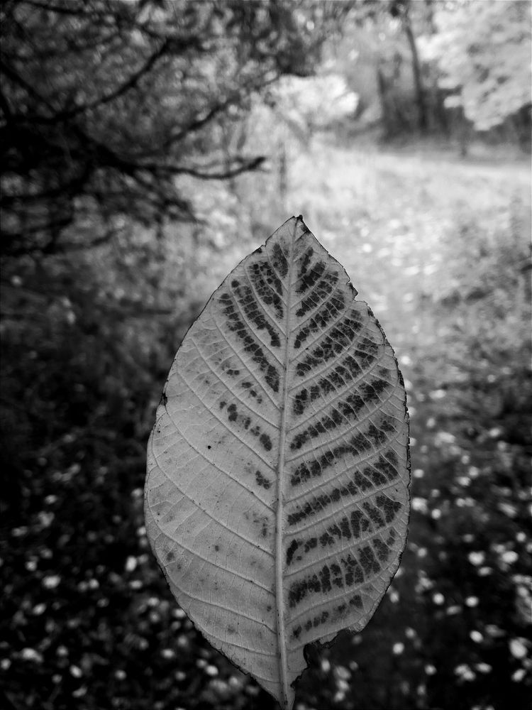 Photograph by Светлана Ищенко