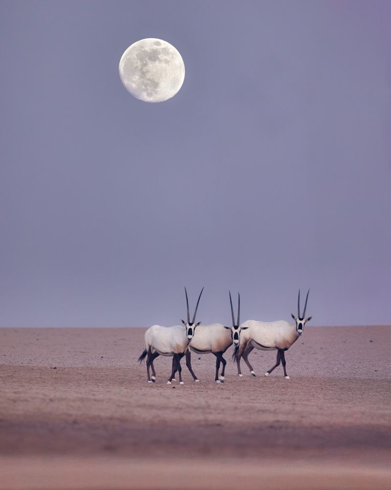 From extinction to resilience