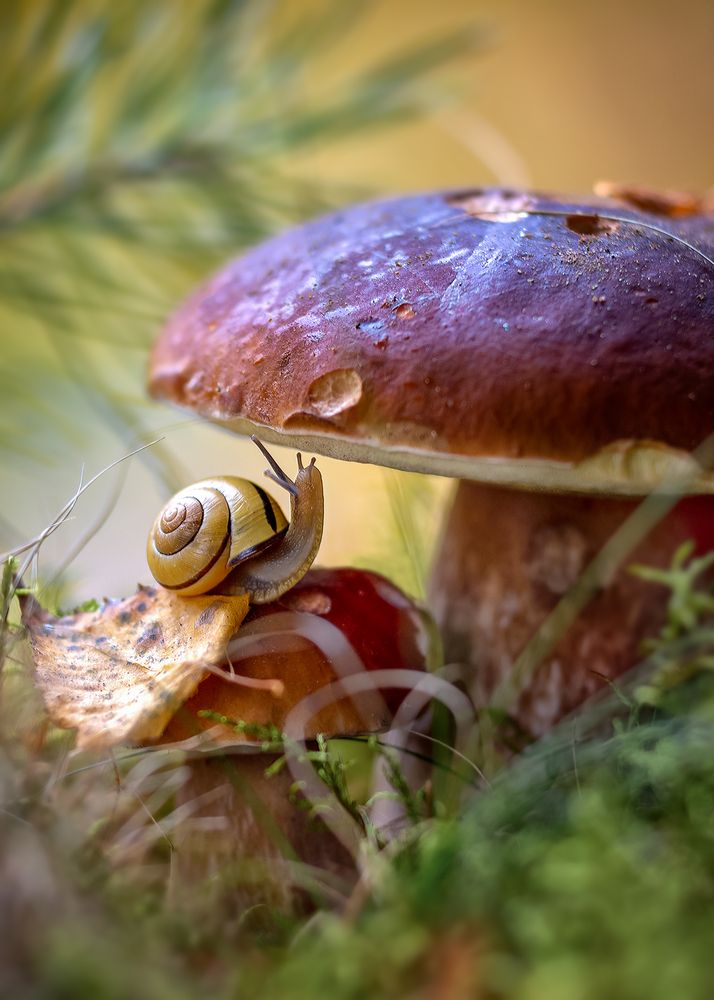 Под грибком