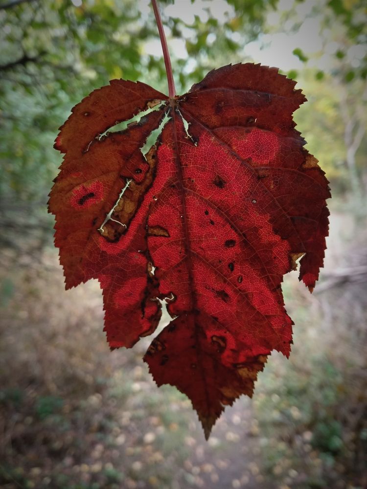 Photograph by Светлана Ищенко