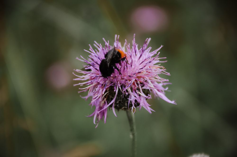 Photograph by Алёна