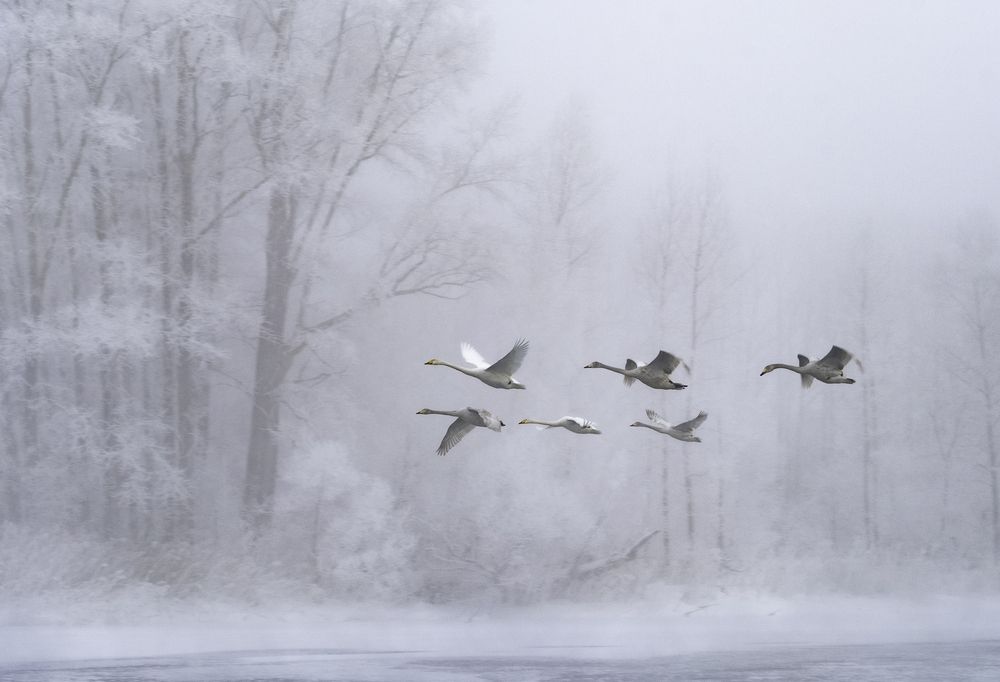 Морозное утро