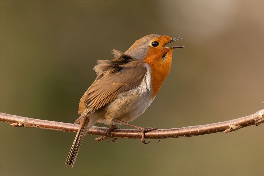 Photograph by wendy vanhoudt