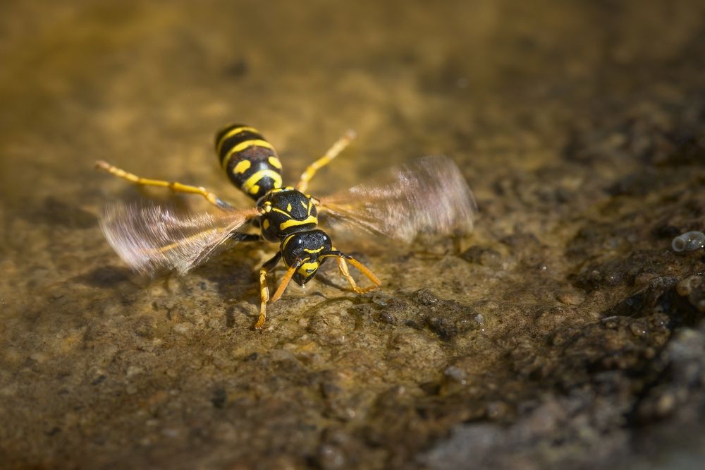 Photograph by Jiří Hakauf