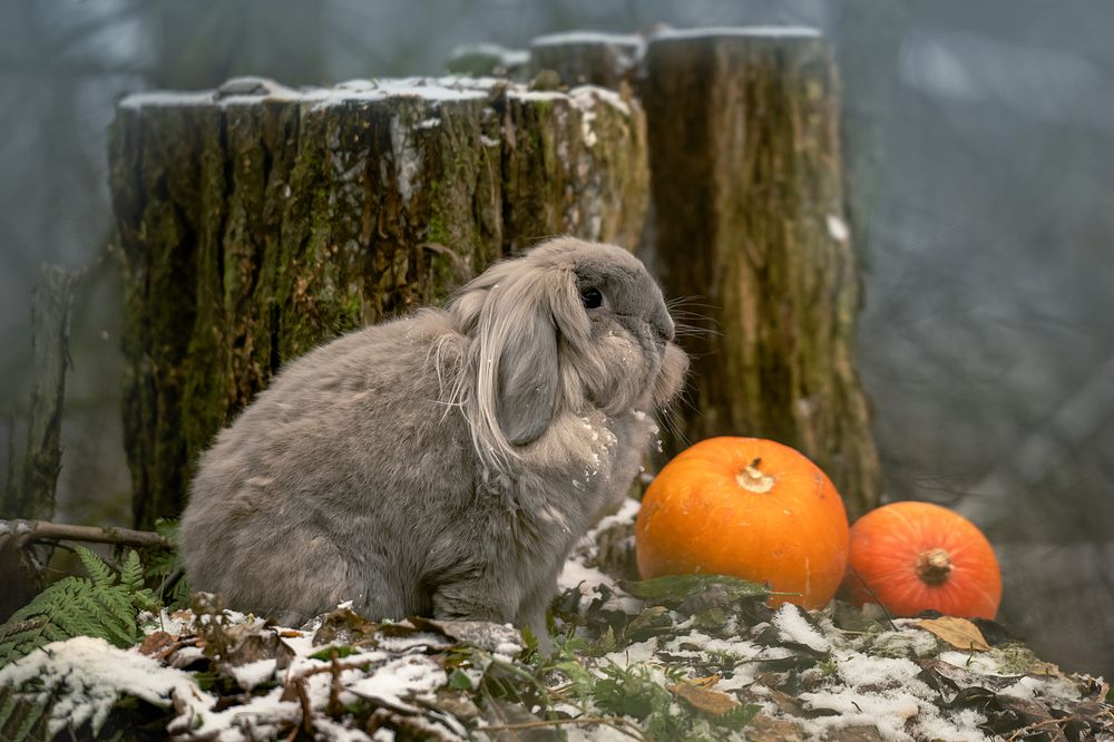 Photograph by Kovaleva Irina